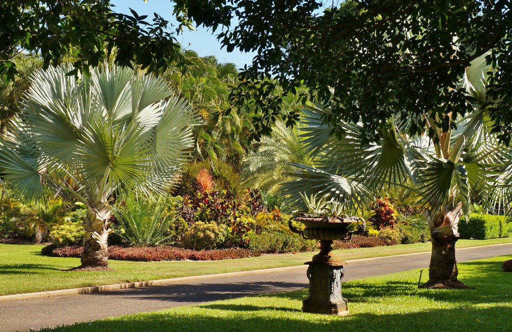 Photo of Bismarckia nobilis landscape by Karl Gercens III