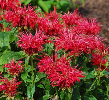 Monarda from multiple nurseries on Plant Lust