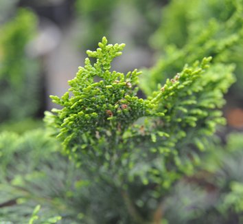 Photo of Chamaecyparis obtusa 'Nana Gracilis' by plant lust