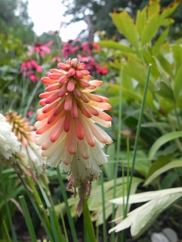 Kniphofia 'Orange Vanilla Popsicle' | Orange Vanilla Popsicle Red