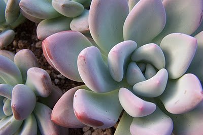 x Graptoveria 'Opalina' | Graptoveria 'Opalina' | plant lust