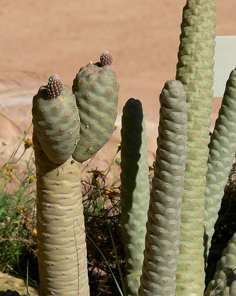 Photo of Tephrocactus articulatus var. strobiliformis foliage by Stan Shebs