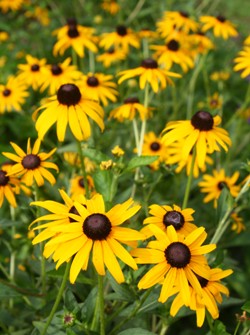 Photo of Rudbeckia fulgida 'Goldsturm' flower by Almost Eden