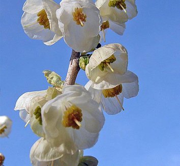 Photo of Halesia tetraptera 'UConn Wedding Bells' flower by Forestfarm