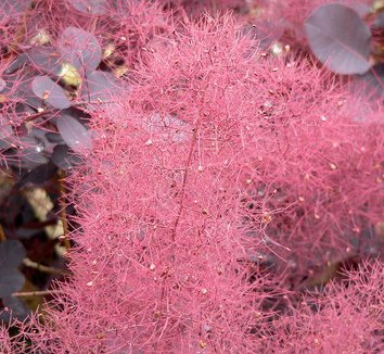 Photo of Cotinus coggygria 'Velvet Cloak' flower by Stan Shebs