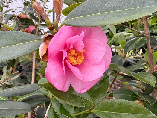 Photo of Camellia x williamsii 'Brigadoon' flower by plant lust