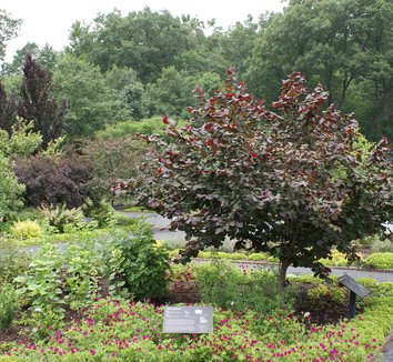 Photo of Corylus avellana 'Rote Zellernuss' foliage, form by Karl Gercens III