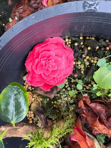Photo of Camellia 'Black Tuxedo' flower by plant lust