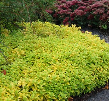 Photo of Veronica prostrata 'Aztec Gold' form by Terra Nova Nurseries, Inc.
