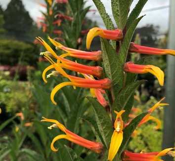 Photo of Lobelia 'Bruce Wakefield' flowers, foliage by Secret Garden Growers