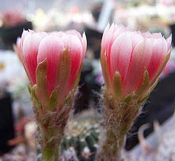 Photo of Lobivia 'Pink and White' flower by Kara Nursery