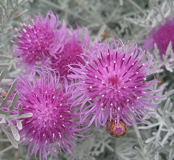 Photo of Centaurea cineraria flower, foliage by Annie's Annuals & Perennials