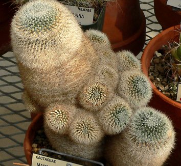 Photo of Mammillaria klissingiana close-up, form by Stan Shebs