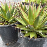 agave sweetener benefits REGENERATIVE ORGANIC CERTIFIED® RAW BLUE AGAVE NECTAR main image 0