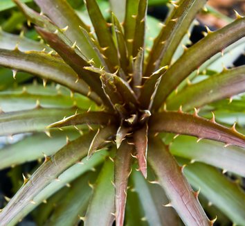 Dyckia from multiple nurseries on Plant Lust