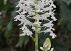 Calanthe