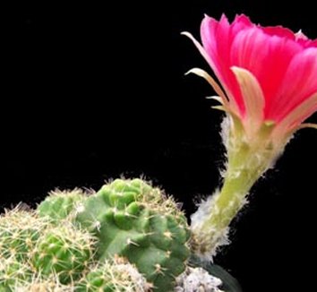 Photo of Lobivia 'Red Riding Hood' flower by Kara Nursery