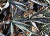 Agave