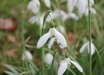 Galanthus elwesii 'Mrs Macnamara'