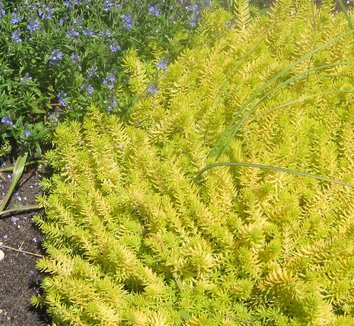 Photo of Sedum litorale form by Arrowhead Alpines