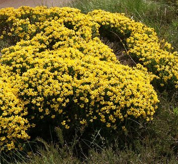 Photo of Genista germanica flower, form by Sten Porse