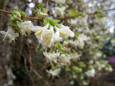 Lonicera x purpusii 'Winter Beauty'