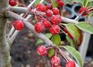 Malus