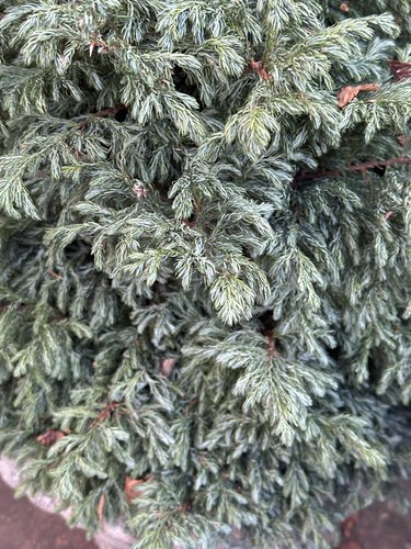 Photo of Chamaecyparis pisifera 'Boulevard' by plant lust