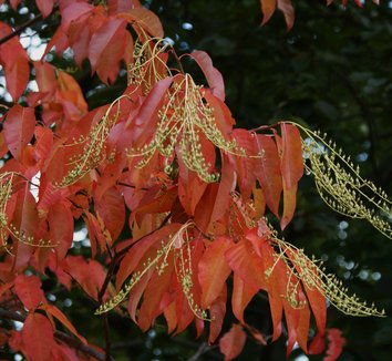 plants for sale: 425 plants | plant lust - seriously simple search ...