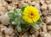 Eriophyllum