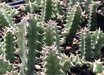 Huernia
