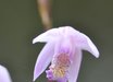 Bletilla