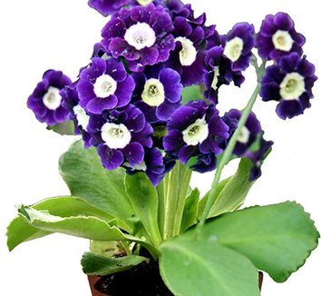 Photo of Primula auricula 'Vroni' flowers, plant by Phoenix Perennials and Specialty Plants Ltd.
