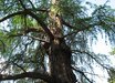 Taxodium