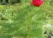 Paeonia