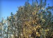Pyrus