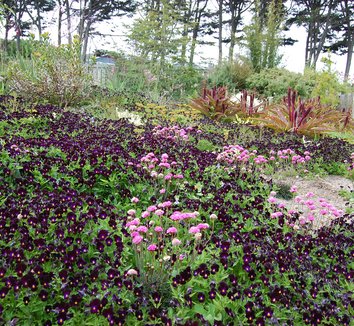 Photo of Viola 'Bowles's Black' landscape by Far Out Flora