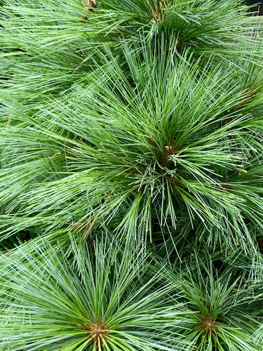 Photo of Pinus x schwerinii 'Wiethorst' by 	plant lust