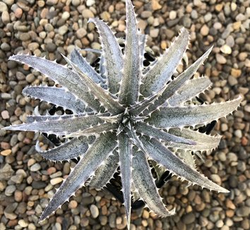 Dyckia from multiple nurseries on Plant Lust