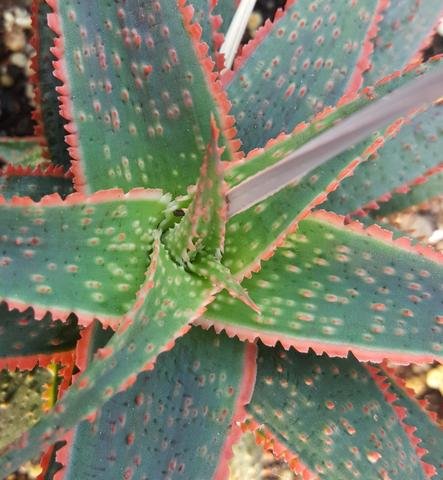 Aloe 'Christmas Carol'  plant lust