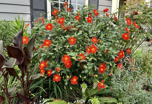 Photo of Dahlia 'Forncett Furnace' by Patricia Cunningham