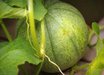 Minnesota Midget Cantaloupe