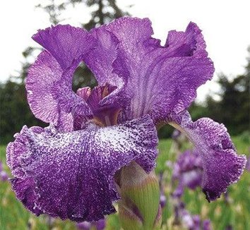 Photo of Iris 'Autumn Explosion' flowers by Phoenix Perennials and Specialty Plants Ltd.