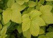 Filipendula