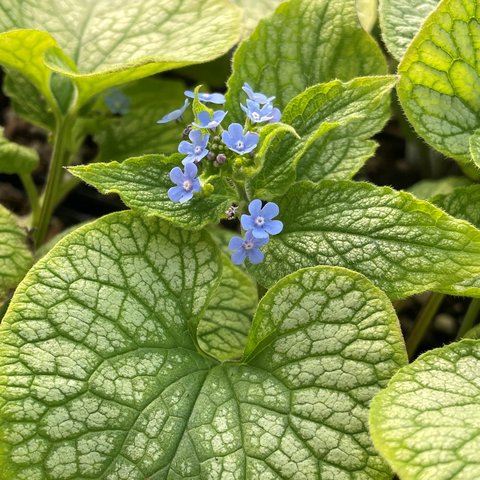 Brunnera macrophylla 'Alexander's Great' PP25789 | Brunnera 'Alexander's  Giant' | Alexander's Great Siberian Bugloss | plant lust