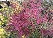 Nandina domestica 'Burgundy Wine'