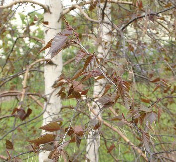 Photo of Betula Royal Frost® foliage by Karl Gercens III