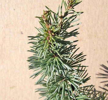 Photo of Cedrus atlantica 'Fastigiata' foliage by Forestfarm