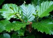 Alnus