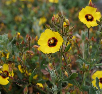 Photo of Halimium 'Susan' flower by Karl Gercens III
